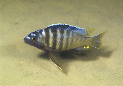 Gephyrochromis sp. 'sand' Undu Reef